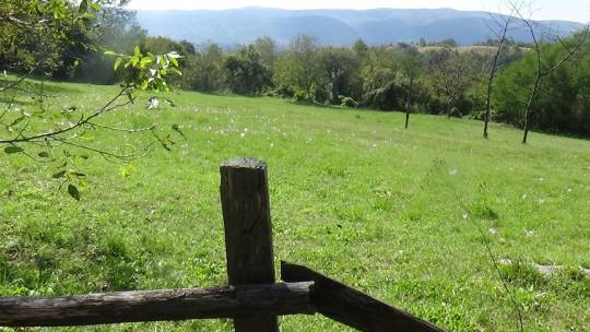 kaletinac_motivi_3_original